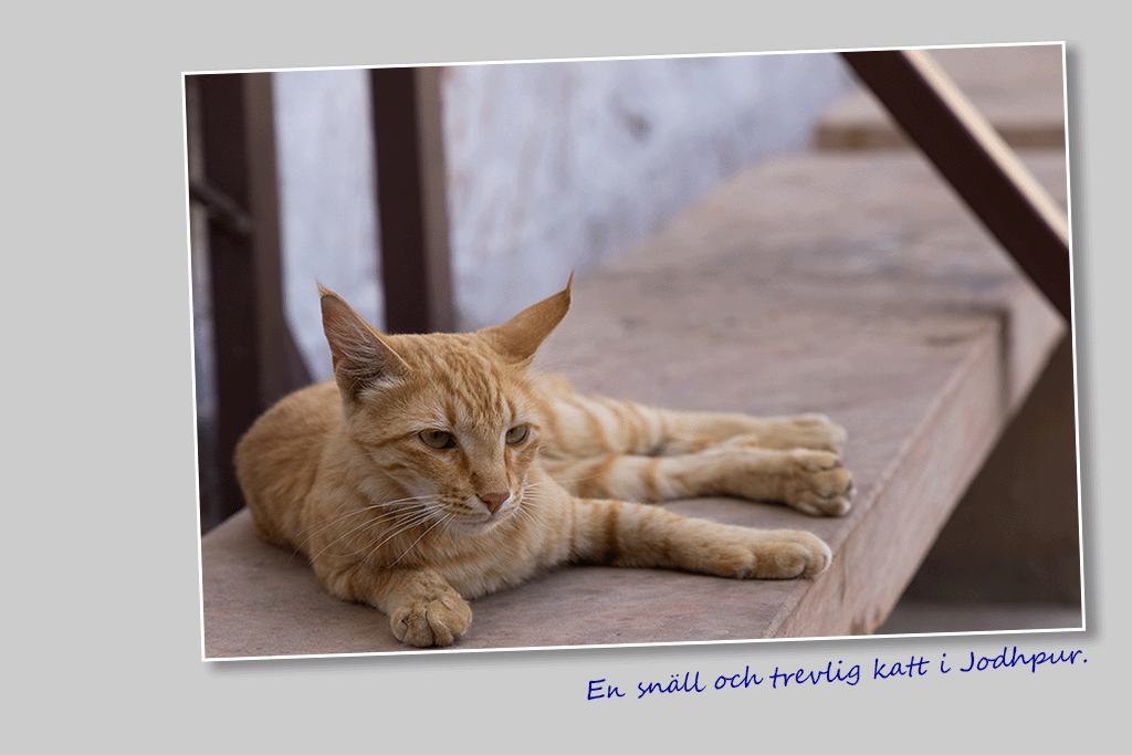 En snäll och trevlig katt i Jodhpur.